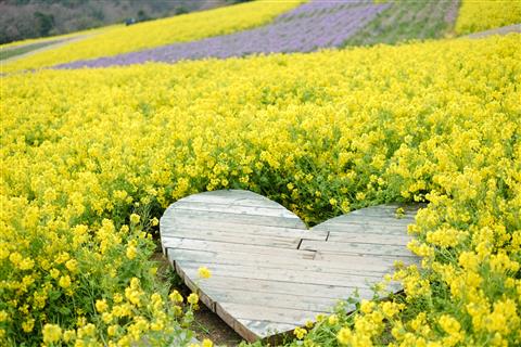 あわじ花さじき(冬頃撮影)